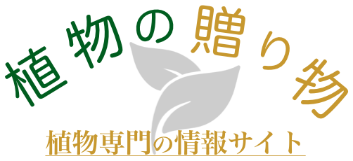 チョロギの育て方のコツって 重要ポイント８選を解説 植物の贈り物