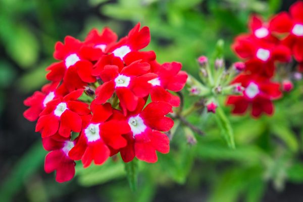 赤いバーベナの花