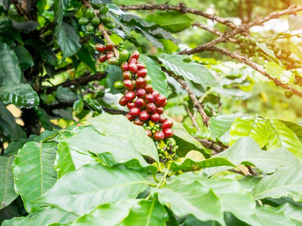 コーヒーの木の育て方解説 ステップ 栽培のコツとは 植物の贈り物