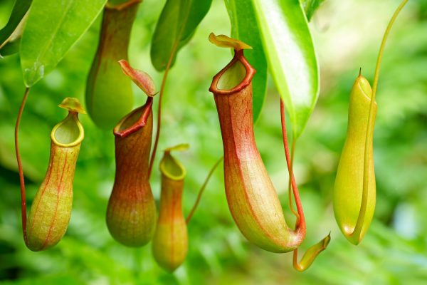 ウツボカズラの育て方解説 ４つの栽培ステップとコツとは 植物の贈り物