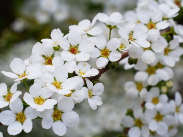 雪柳の白い花